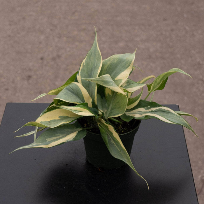 Gabriella Plants Philodendron Philodendron hederaceum 'Rio' - 4"