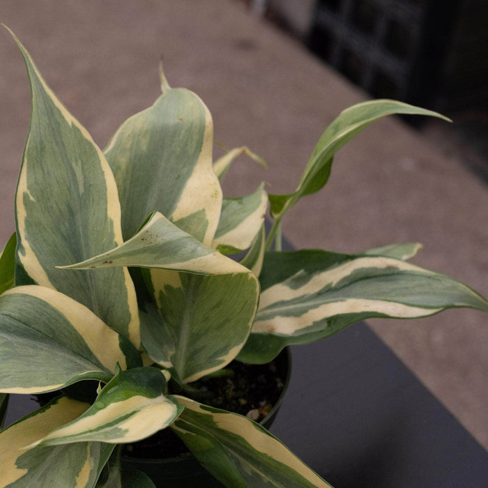 Gabriella Plants Philodendron Philodendron hederaceum 'Rio' - 4"