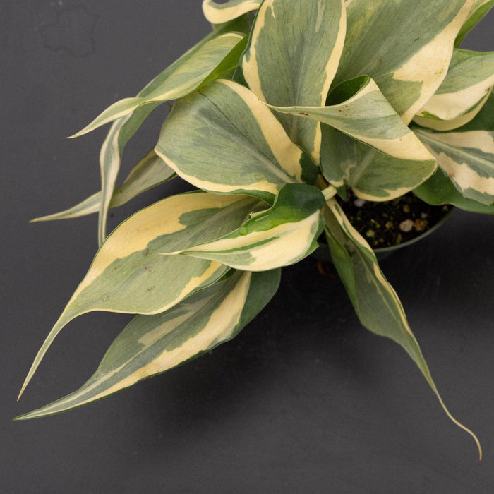 Gabriella Plants Philodendron Philodendron hederaceum 'Rio' - 4"