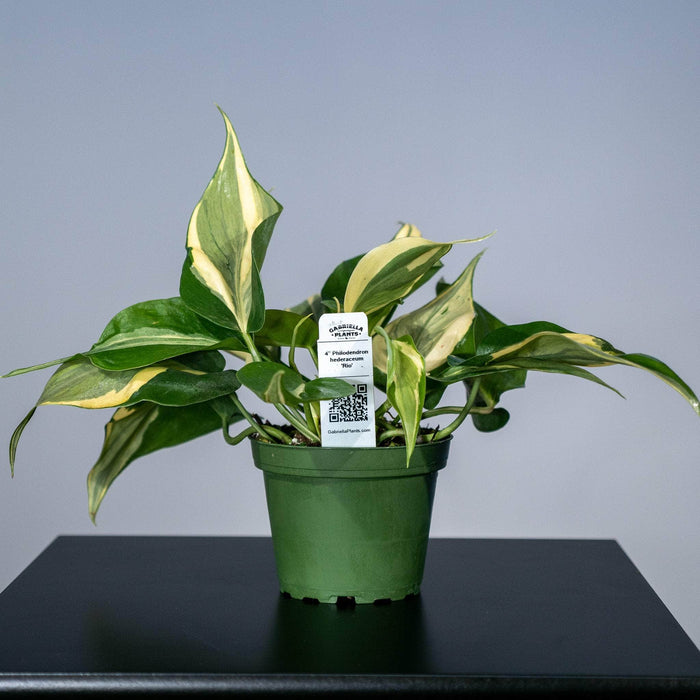 Gabriella Plants Philodendron 4" Philodendron hederaceum 'Rio'