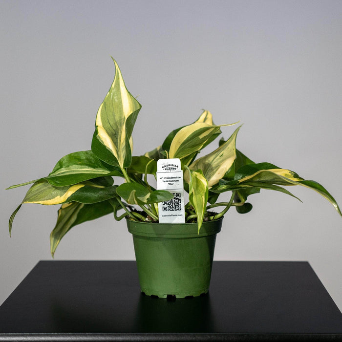 Gabriella Plants Philodendron 4" Philodendron hederaceum 'Rio'