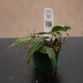 Gabriella Plants Philodendron 3" Philodendron hederaceum variegated 'Micans'