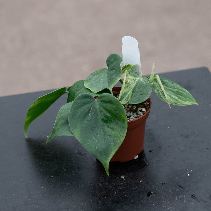 Gabriella Plants Philodendron 3" Philodendron hederaceum variegated