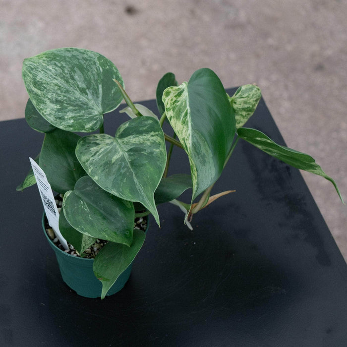 Gabriella Plants Philodendron 3" Philodendron hederaceum variegated