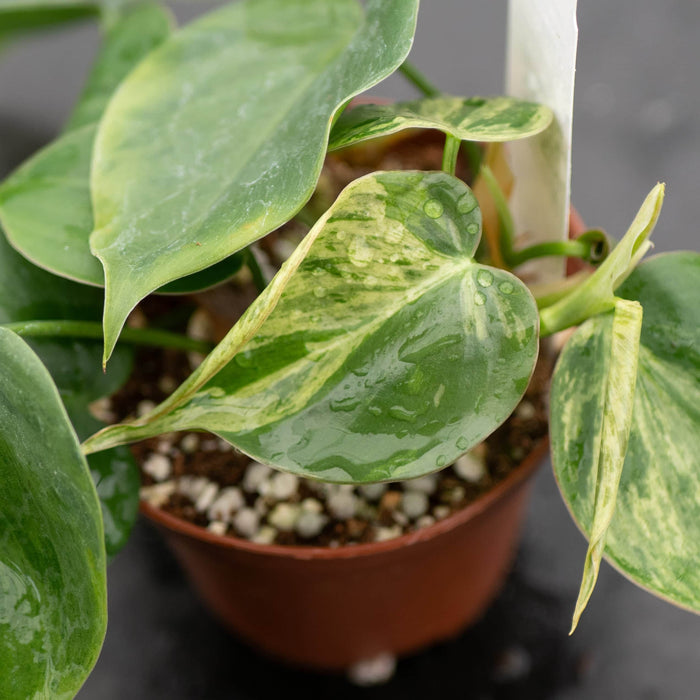 Gabriella Plants Philodendron Philodendron hederaceum variegated
