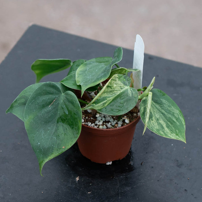 Gabriella Plants Philodendron Philodendron hederaceum variegated