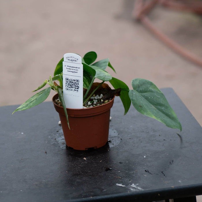 Gabriella Plants Philodendron Philodendron hederaceum variegated