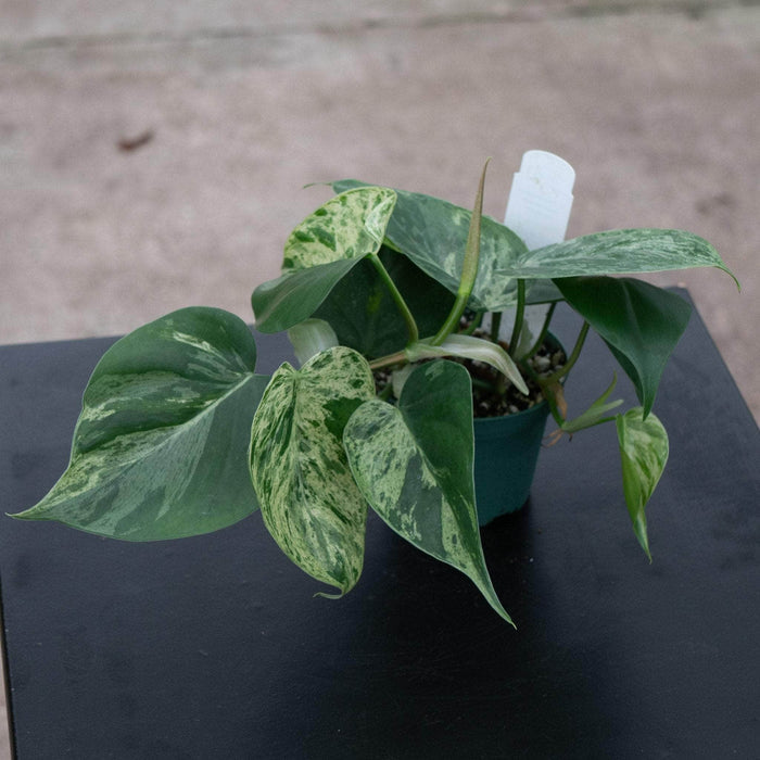 Gabriella Plants Philodendron 3" Philodendron hederaceum variegated