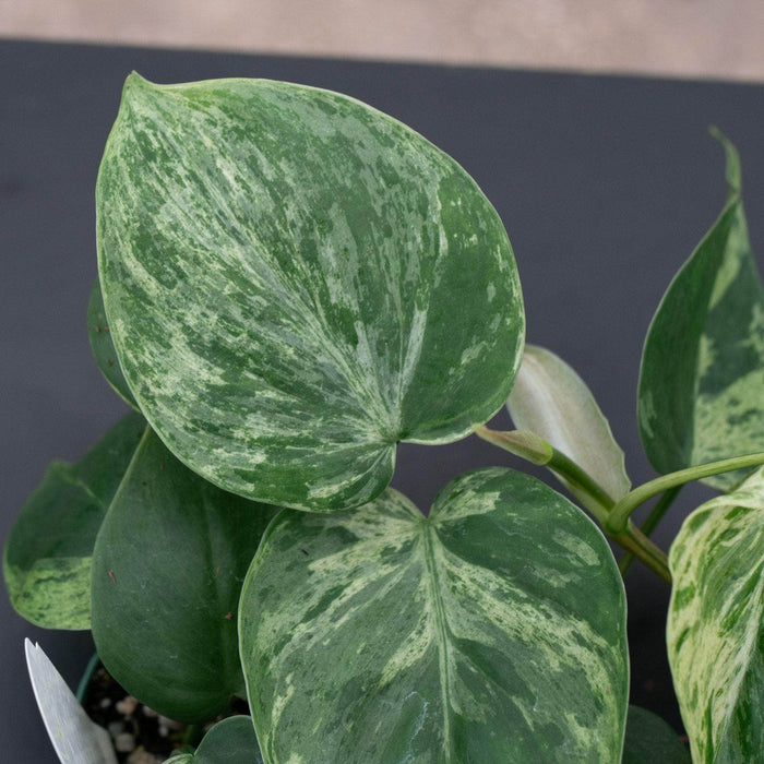 Gabriella Plants Philodendron 3" Philodendron hederaceum variegated