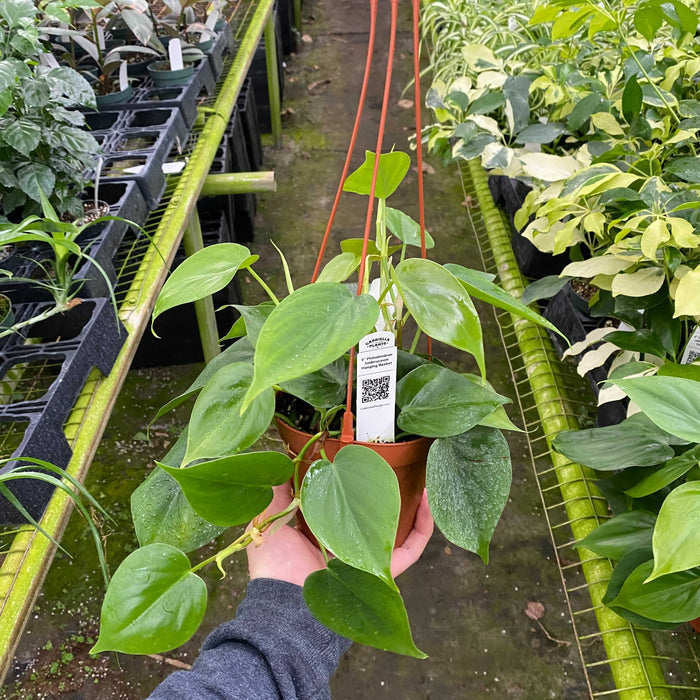 Gabriella Plants Philodendron 5" Hanging Basket Philodendron hederaceum