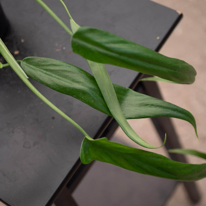 Gabriella Plants Philodendron 4" Philodendron holtonianum