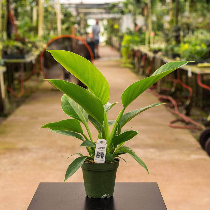 Gabriella Plants Philodendron 4" Philodendron 'Imperial Green'