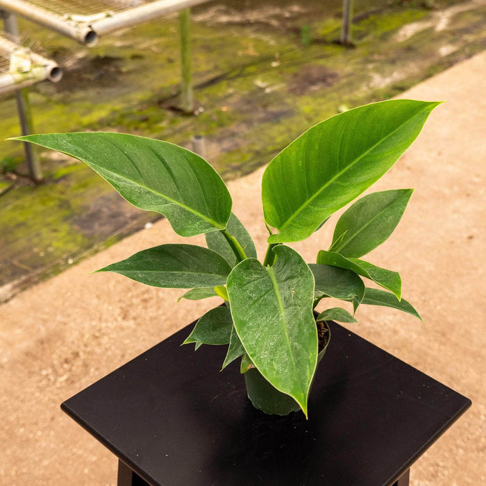 Gabriella Plants Philodendron 4" Philodendron 'Imperial Green'