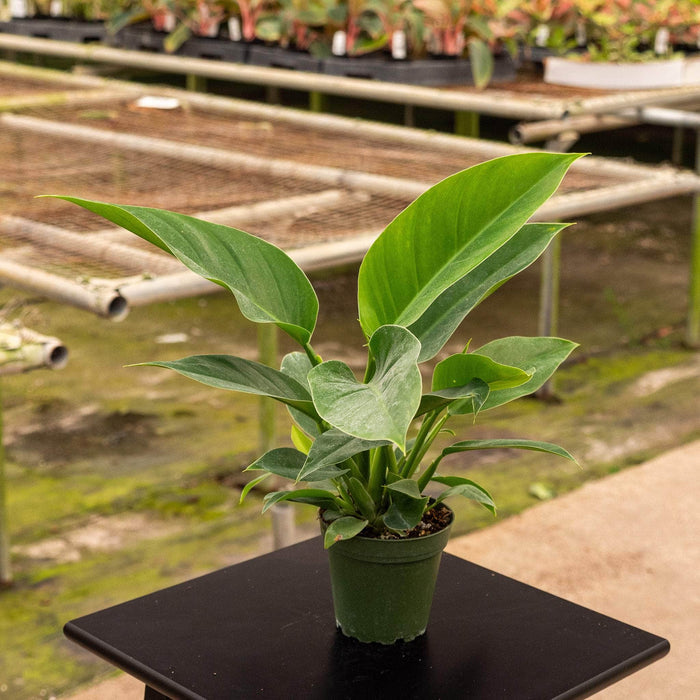 Gabriella Plants Philodendron 4" Philodendron 'Imperial Green'