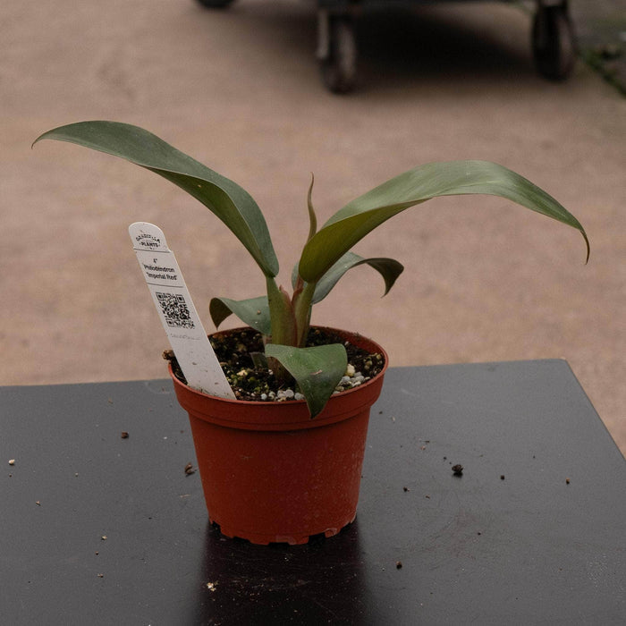 Gabriella Plants Philodendron Philodendron 'Imperial Red'