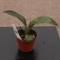 Gabriella Plants Philodendron 4 Philodendron 'Imperial Red'
