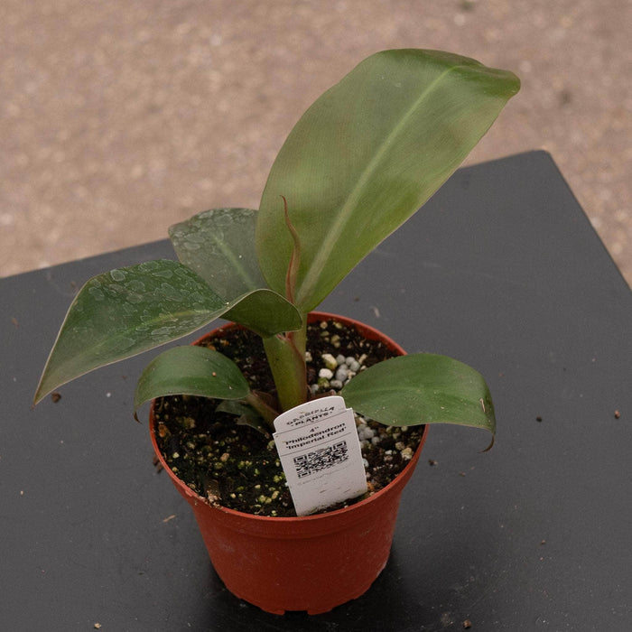 Gabriella Plants Philodendron Philodendron 'Imperial Red'