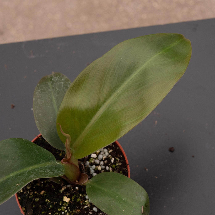 Gabriella Plants Philodendron Philodendron 'Imperial Red'
