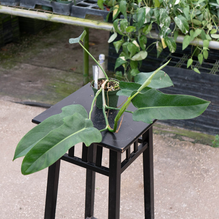 Gabriella Plants Philodendron 4" Philodendron 'Jerry Horne'