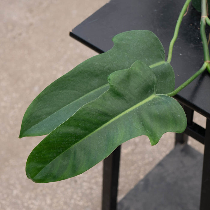 Gabriella Plants Philodendron 4" Philodendron 'Jerry Horne'