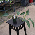 Gabriella Plants Philodendron 4" Philodendron 'Jerry Horne'
