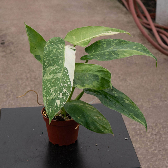 Gabriella Plants Philodendron 4" Philodendron 'Jose Buono'