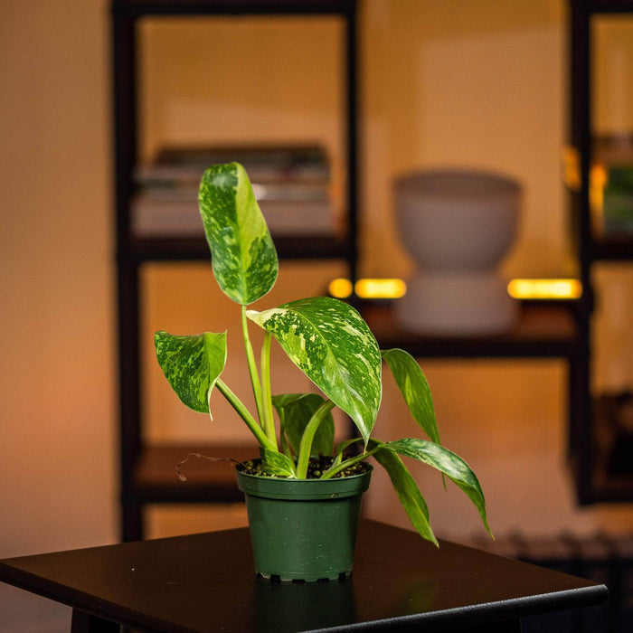Gabriella Plants Philodendron 4" Philodendron 'Jose Buono'