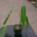 Gabriella Plants Philodendron 4" Philodendron lehmannii