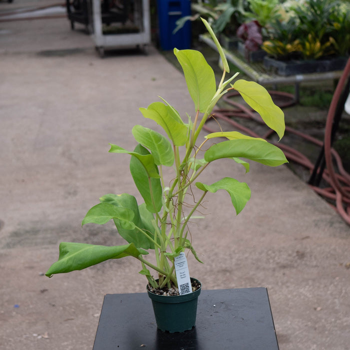 Gabriella Plants Philodendron 4" Philodendron 'Lemon Lime' Upright Vining