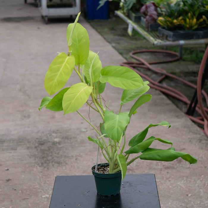 Gabriella Plants Philodendron 4" Philodendron 'Lemon Lime' Upright Vining