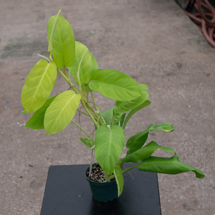 Gabriella Plants Philodendron 4" Philodendron 'Lemon Lime' Upright Vining
