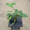 Gabriella Plants Philodendron 4" Philodendron 'Lime Fiddle'