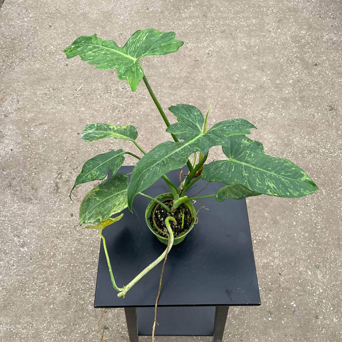 Gabriella Plants Philodendron 4" Philodendron 'Lime Fiddle'