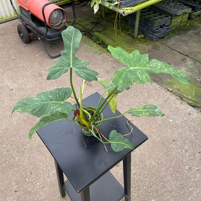 Gabriella Plants Philodendron 4" Philodendron 'Lime Fiddle'