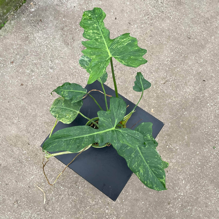 Gabriella Plants Philodendron 4" Philodendron 'Lime Fiddle'