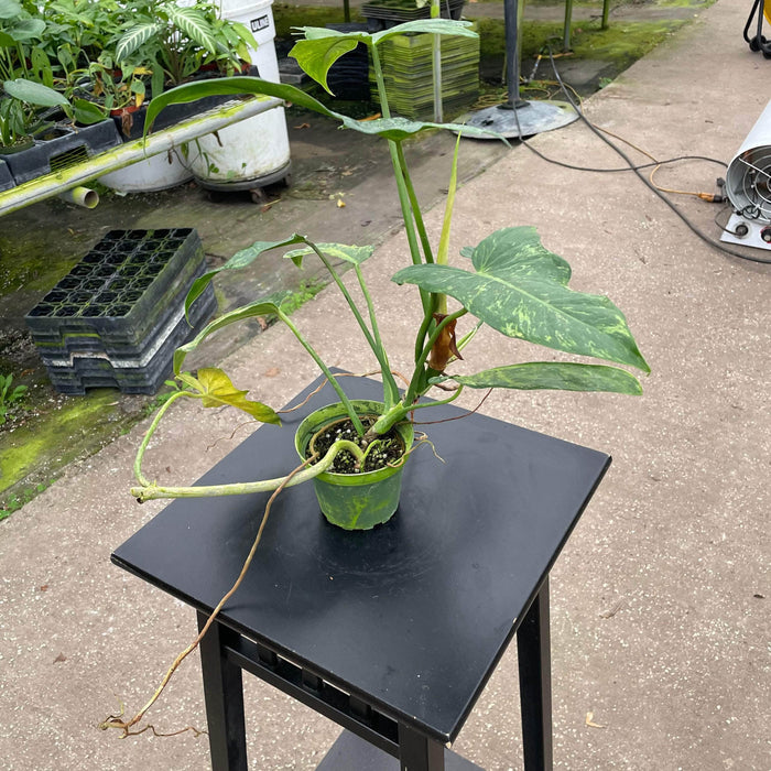 Gabriella Plants Philodendron 4" Philodendron 'Lime Fiddle'