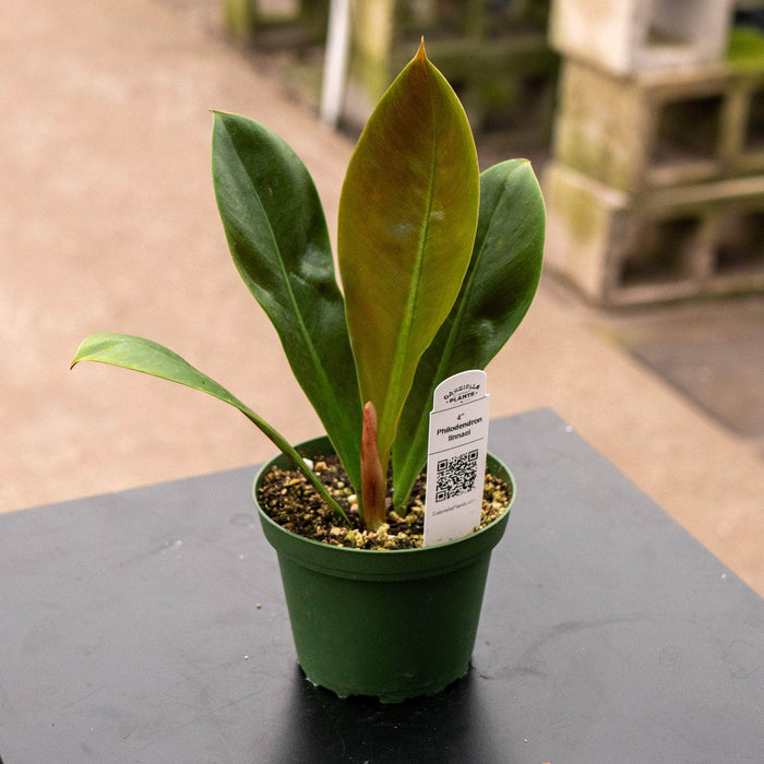 Gabriella Plants Philodendron 4" Philodendron linnaei