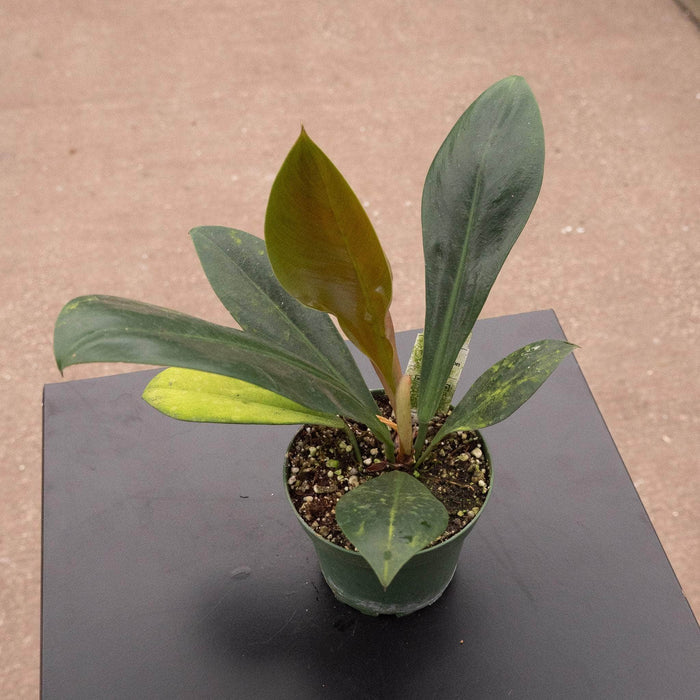 Gabriella Plants Philodendron 4" Philodendron linnaei
