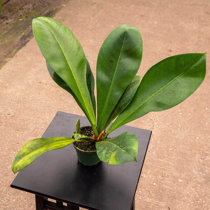 Gabriella Plants Philodendron 4" Philodendron linnaei