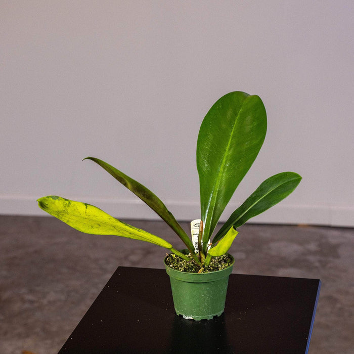 Gabriella Plants Philodendron 4" Philodendron linnaei