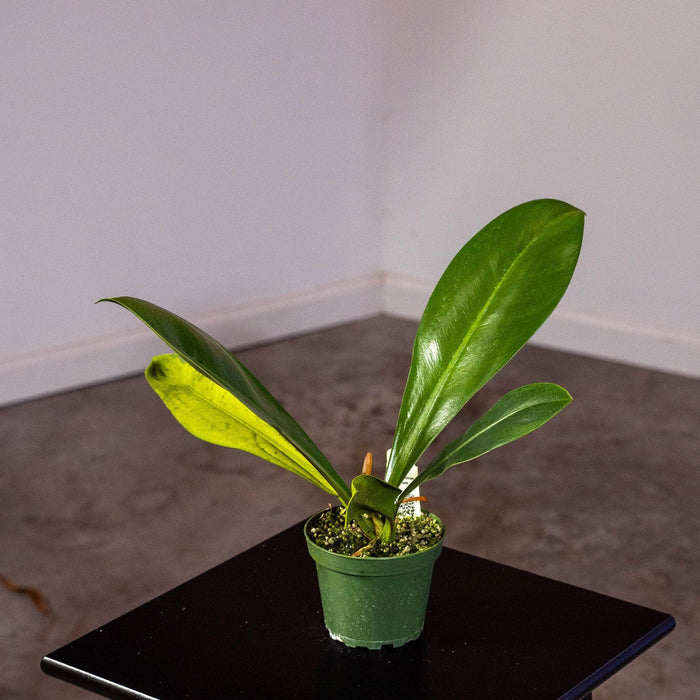 Gabriella Plants Philodendron 4" Philodendron linnaei