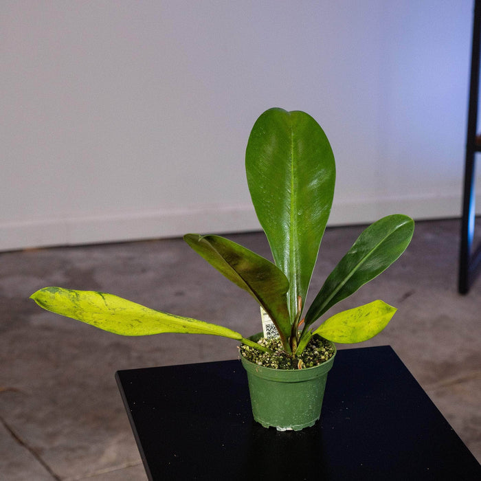 Gabriella Plants Philodendron 4" Philodendron linnaei