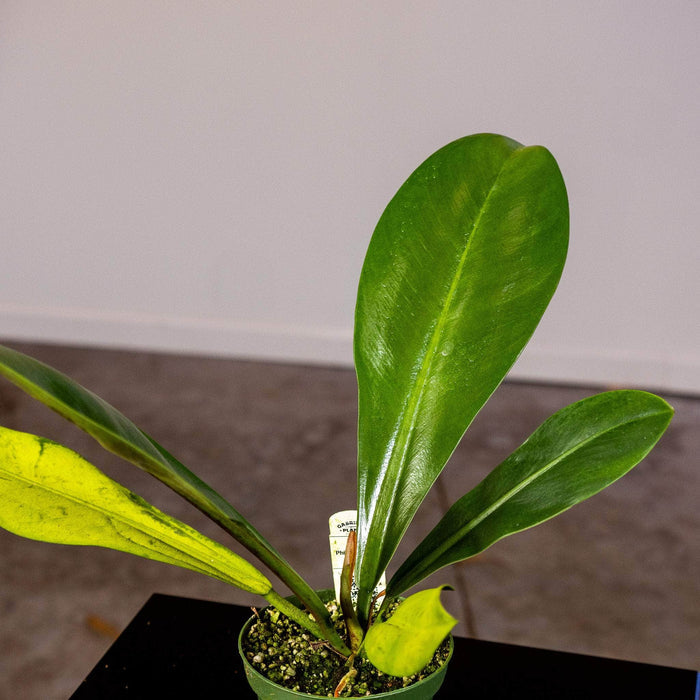 Gabriella Plants Philodendron 4" Philodendron linnaei