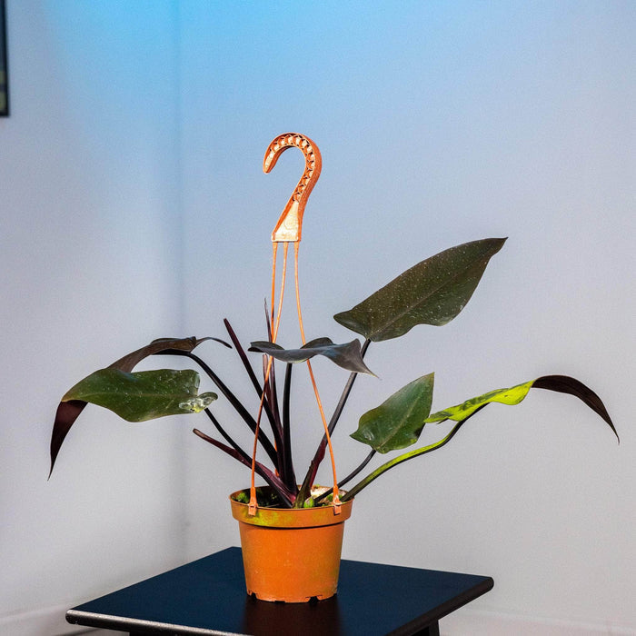 Gabriella Plants Philodendron Philodendron 'Majesty'
