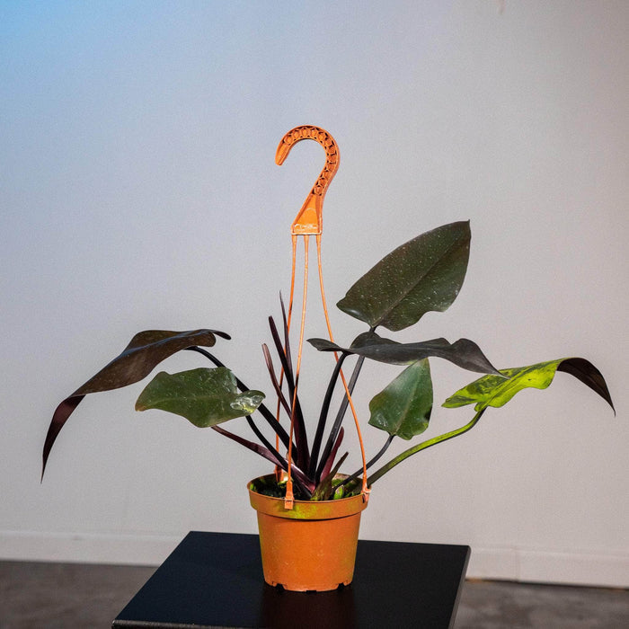 Gabriella Plants Philodendron Philodendron 'Majesty'