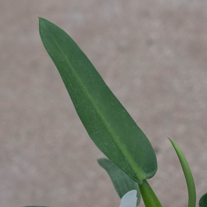 Gabriella Plants Philodendron 4" Philodendron martianum 'Fat Boy'