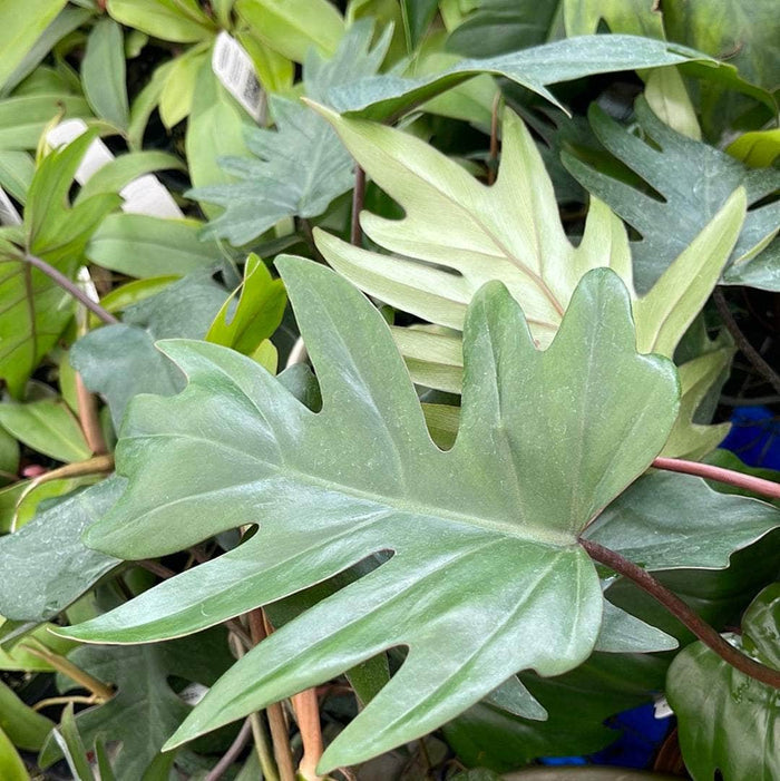 Gabriella Plants Philodendron 3" Philodendron mayoi