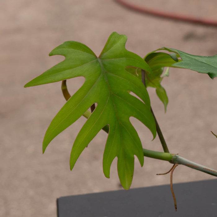 Gabriella Plants Philodendron Philodendron mayoi