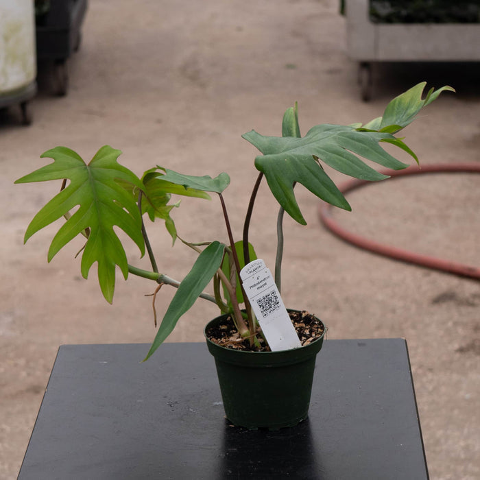 Gabriella Plants Philodendron Philodendron mayoi