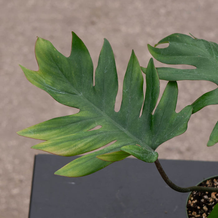 Gabriella Plants Philodendron Philodendron mayoi